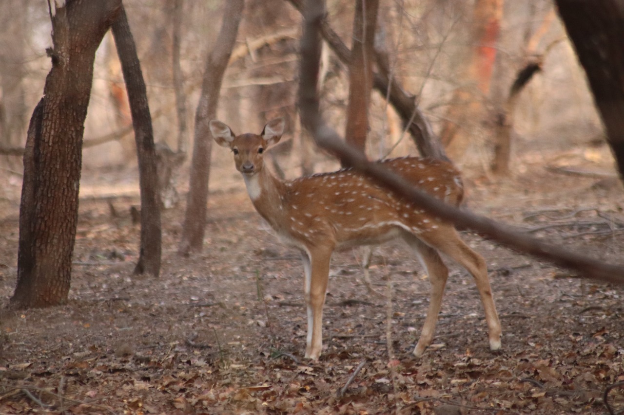 visit Gorewada to view wild animals in Nagpur