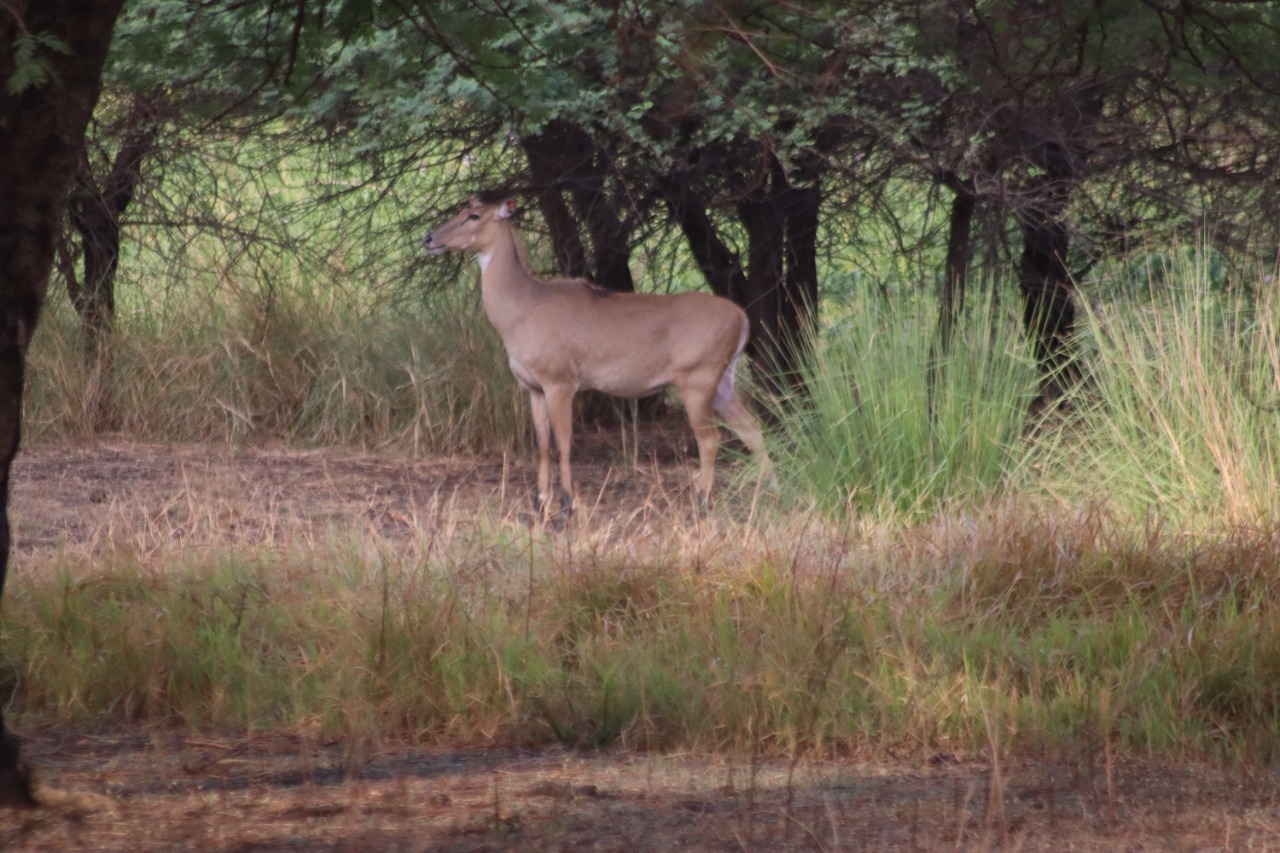 visit Gorewada to view wild animals in Nagpur