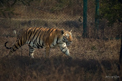 Balasaheb Thackeray Gorewada International Zoological Park