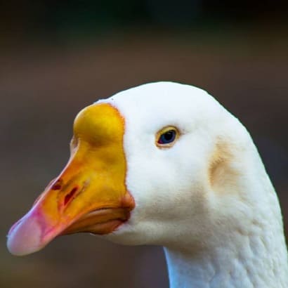 Gorewada zoo Duck