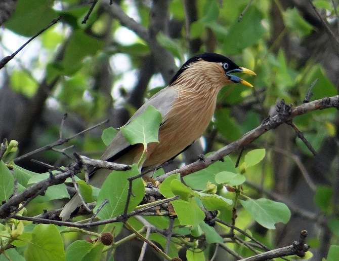 Gorewada Lake nature trail and bio-diversity park