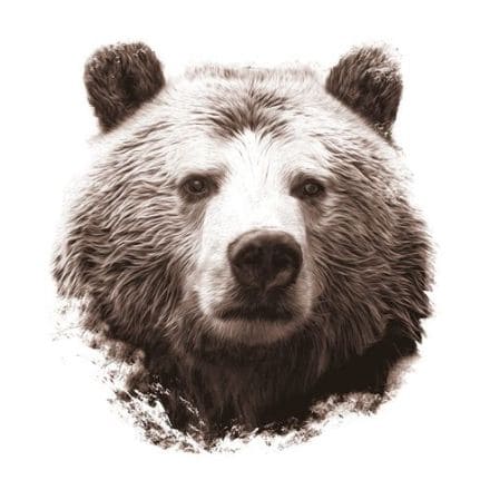 Sloth bear at Balasaheb Thackeray Gorewada Zoo