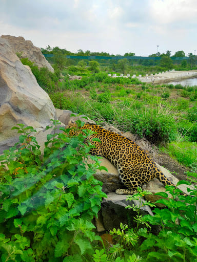 Gorewada monsoon season