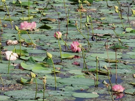 Gorewada Bio Park