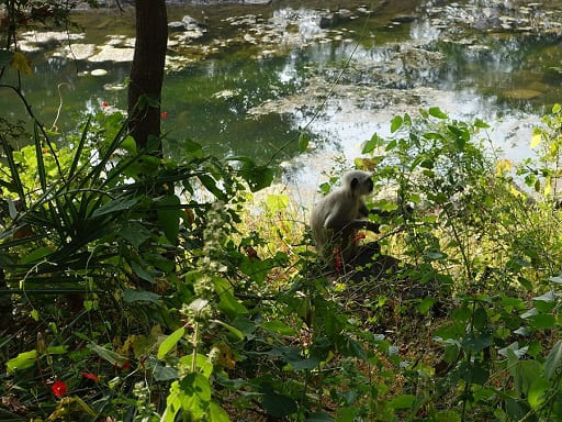 Gorewada Dam