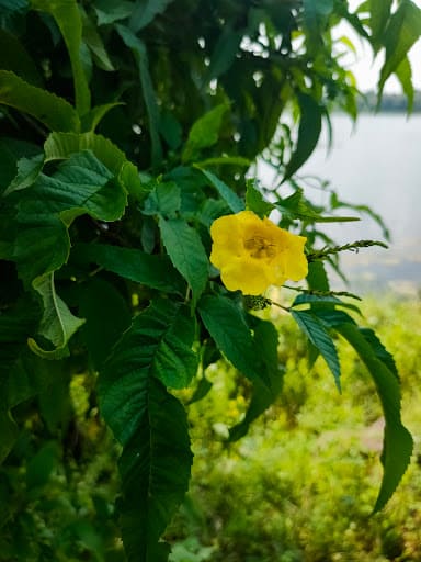 Gorewada Dam