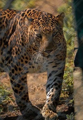 zoo in Nagpur