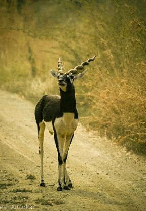 gorewada zoo safari charges 