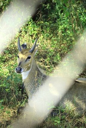 gorewada zoo safari charges 