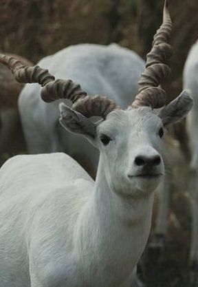 zoo in Nagpur