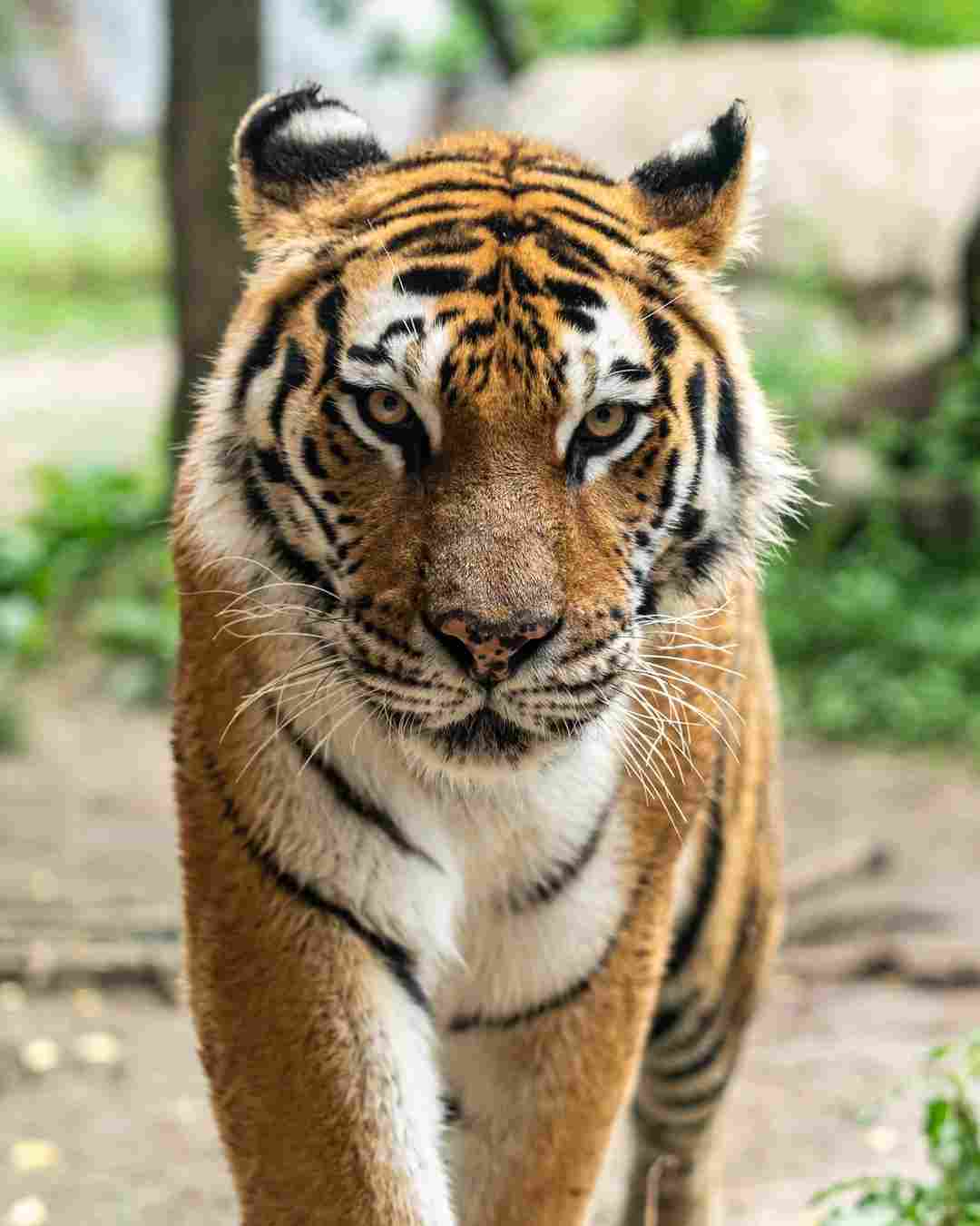 gorewada tiger reserve